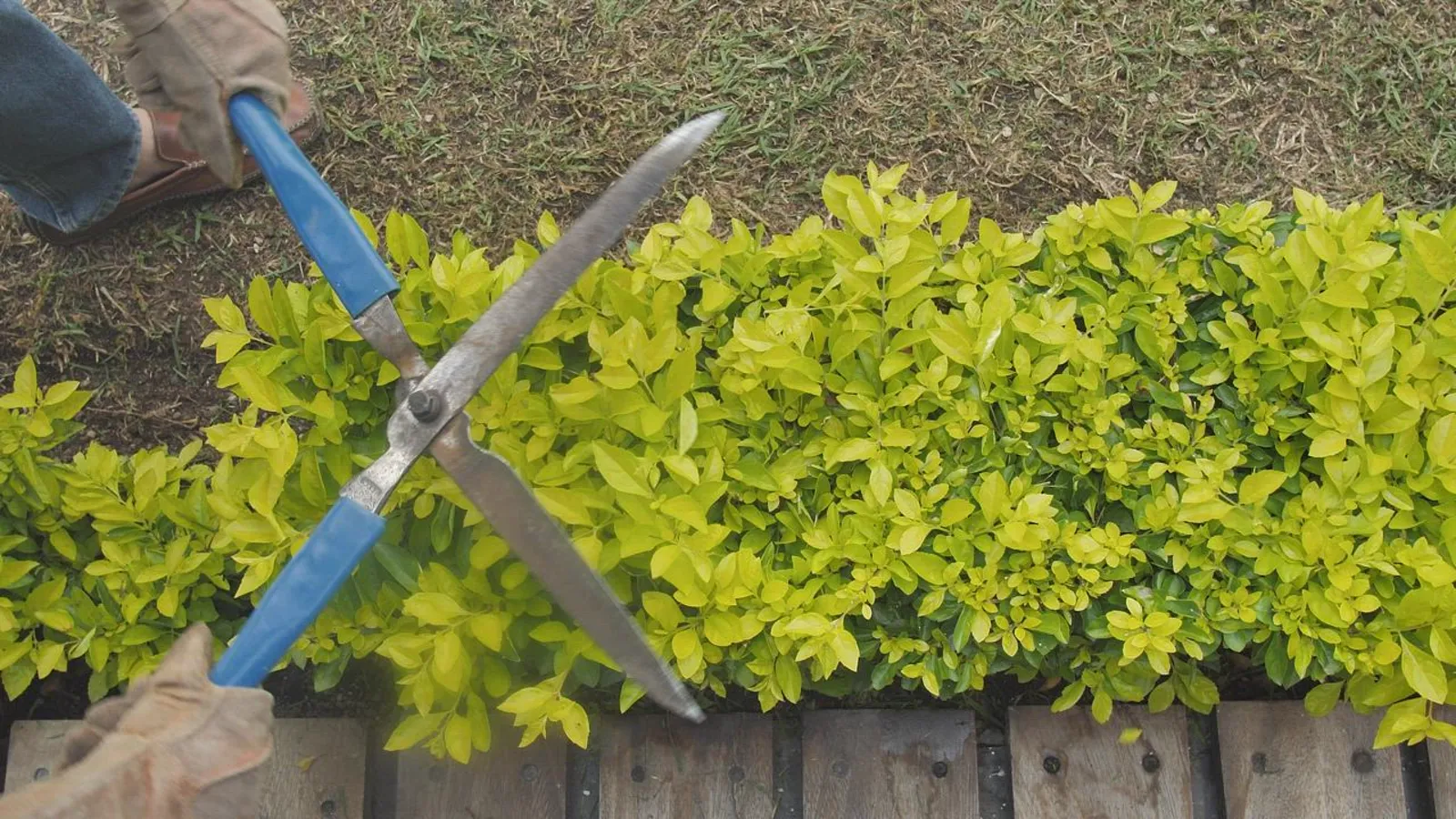 Gloved hands trimming a hedge with garden shears