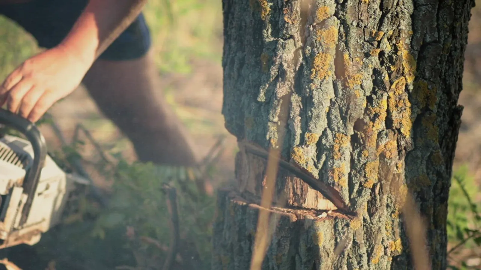 Chainsaw cutting into the trunk of a tree