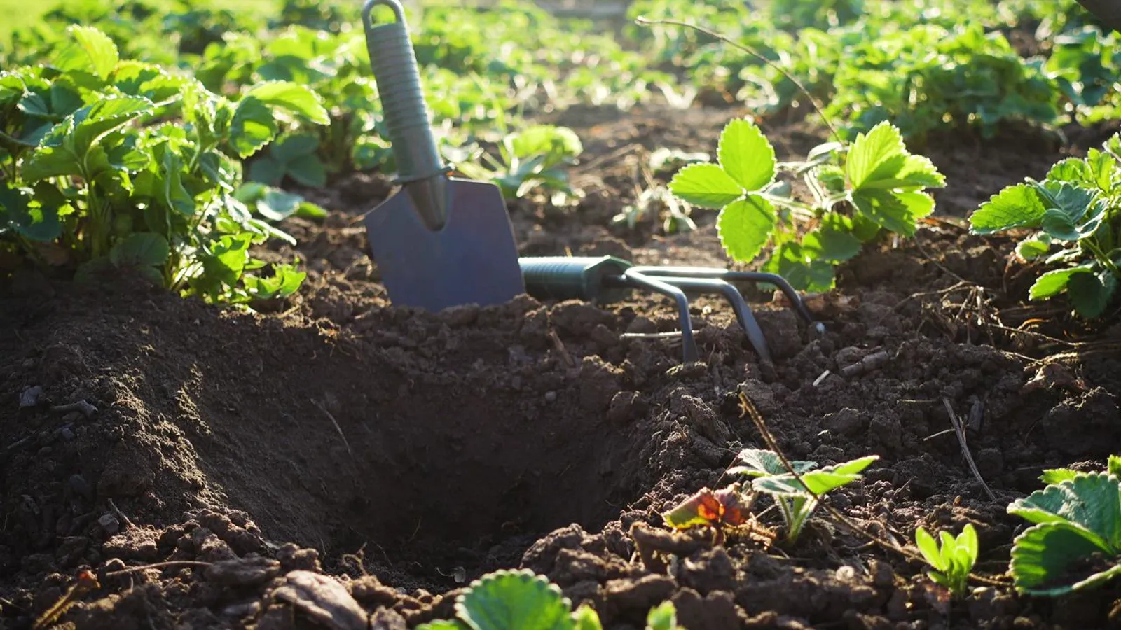 Garden trowel standing in freshly turned soil among green plants