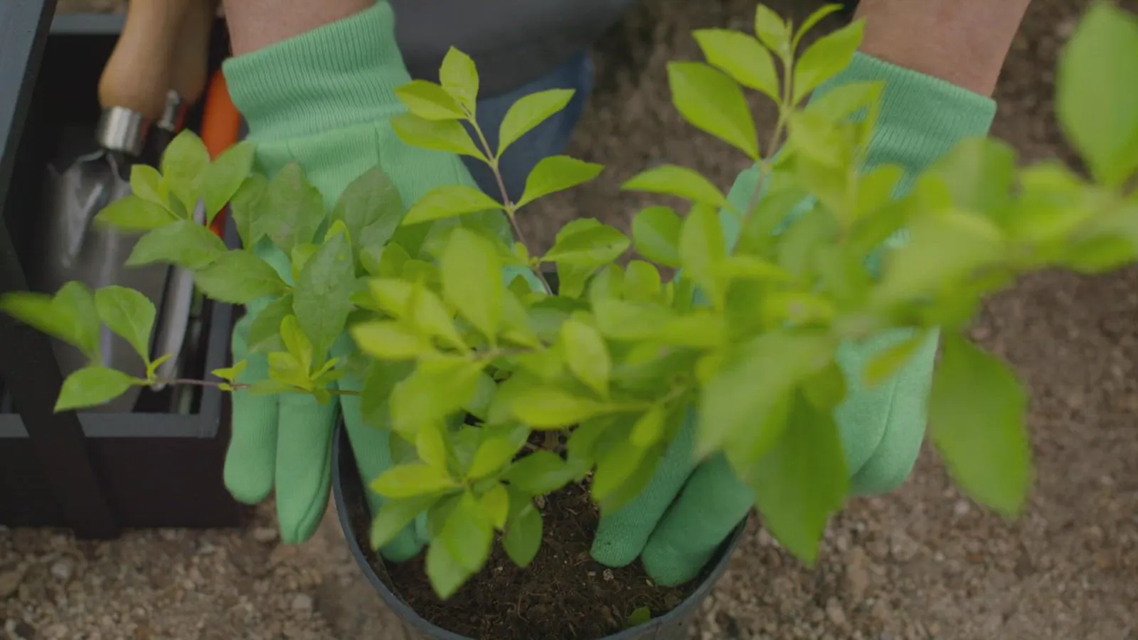Gloved hands setting a young shrub into fresh soil